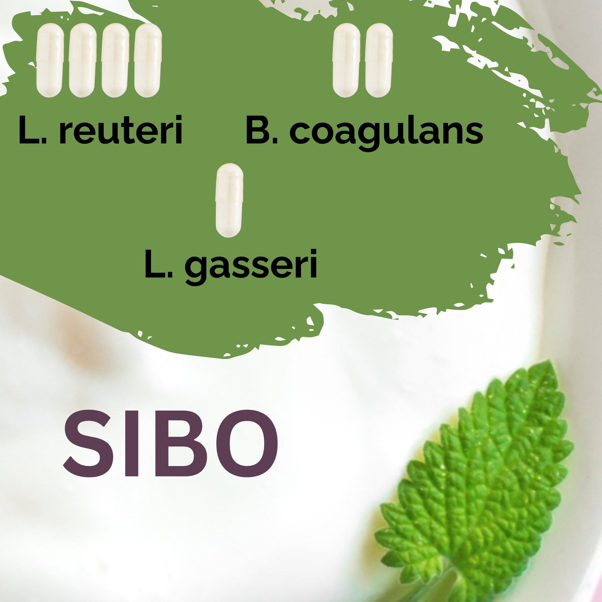 L. reuteri + B. coagulans + L. gasseri | ヨーグルトスターターセット | SIBO | スターターカルチャー | 3パック
