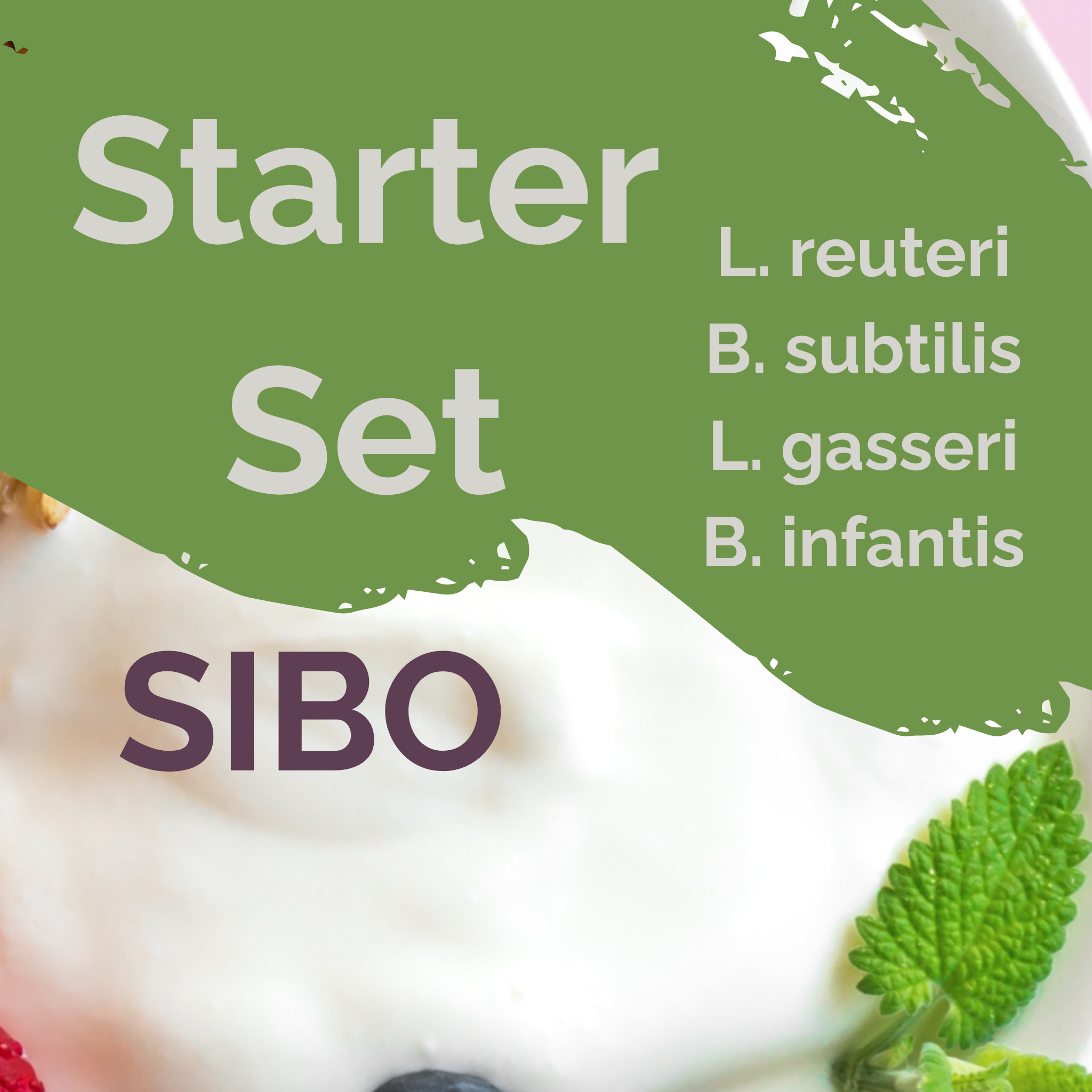 L. reuteri + B. subtilis + L. gasseri + B. infantis | ヨーグルトスターターセット | SIBO安定 | スターターカルチャー | 3パック